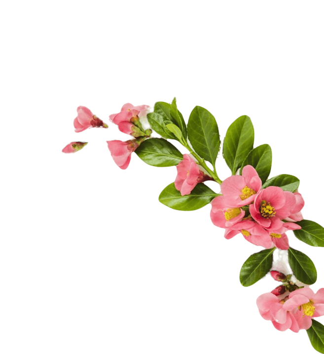 Decorative floral background